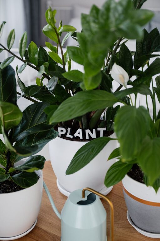 Essential Tips for Keeping Your Houseplants Healthy and Vibrant
